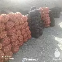 فروش ویژه بذر تره سبزی در آذربایجان شرقی در گروه خرید و فروش بذر سبزی در یکمیوه