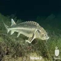 آموزشی پرورش ماهی خاویاری با گواهی در تهران در گروه دوره آموزش کشاورزی در یکمیوه