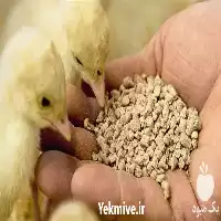 جوجه مرغ بومی یک روزه اصیل در گروه مرغ و خروس و بوقلمون و اردک قو قاز در یکمیوه