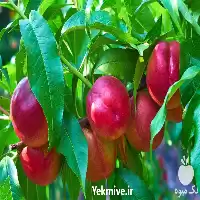 خرید نهال شلیل شبرنگ در اصفهان در گروه خرید و فروش نهال میوه در یکمیوه