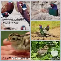 قیمت خرید جوجه قرقاول در اصفهان در گروه مرغ و خروس و بوقلمون و اردک قو قاز در یکمیوه