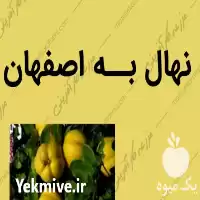 قیمت خرید نهال به اصفهان در گروه خرید و فروش نهال به در یکمیوه