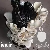 بذر قارچ خوراکی مواد اولیه تولید در ارومیه در گروه خرید و فروش بذر قارچ در یکمیوه