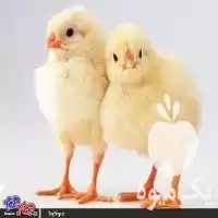 جوجه مرغ گوشتی در گروه مرغ و خروس و بوقلمون و اردک قو قاز در یکمیوه