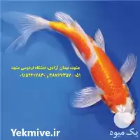 خرید ویژه انواع ماهی کوی صادراتی در مشهد در گروه خرید و فروش ماهی کوی در یکمیوه