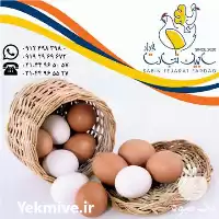 خرید صادرات تخم مرغ خوراکی سفید در تهران در گروه انواع تخم ها در یکمیوه