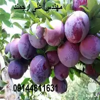 فروش قیمت نهال آلو اختری در گروه خرید و فروش نهال در یکمیوه