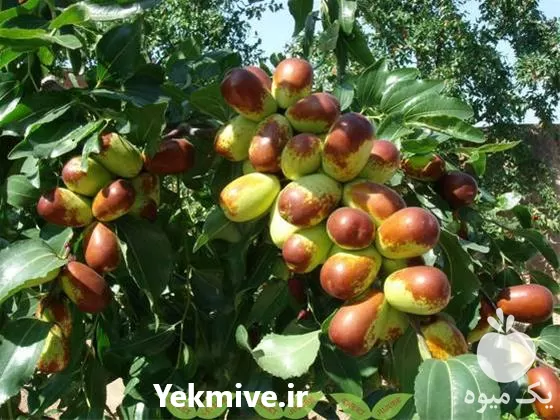 مشاوره نهال در کرمان  در گروه مشاوره در یکمیوه -عکس1