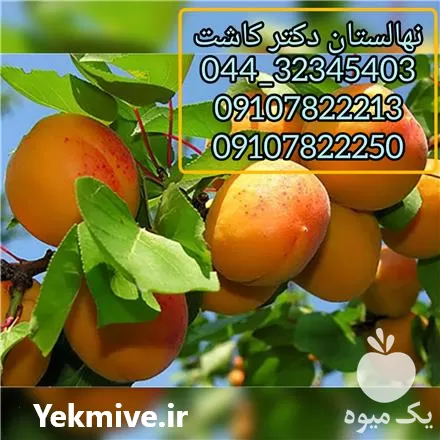 نهال زردآلو پرتقالی انواع نهال میوه در ارومیه در گروه خرید و فروش نهال میوه در یکمیوه -عکس1
