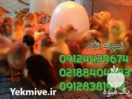قیمت خرید جوجه اردک یکروزه پکنی در تهران در گروه مرغ و خروس و بوقلمون و اردک قو قاز در یکمیوه -عکس1