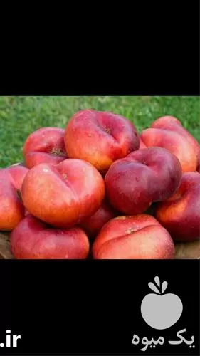 خرید درخت شلیل پیوندی رقم انجیری در مازندران در گروه خرید و فروش نهال میوه در یکمیوه -عکس1