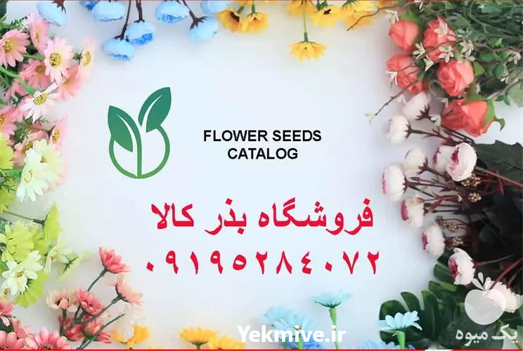 خرید اینترنتی بذر گل آهار ارزان در یزد در گروه خرید و فروش بذر گل در یکمیوه -عکس1