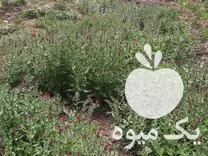 خرید گل گاو زبان در نهاوند در گروه خرید و فروش گیاهان دارویی در یکمیوه -عکس1