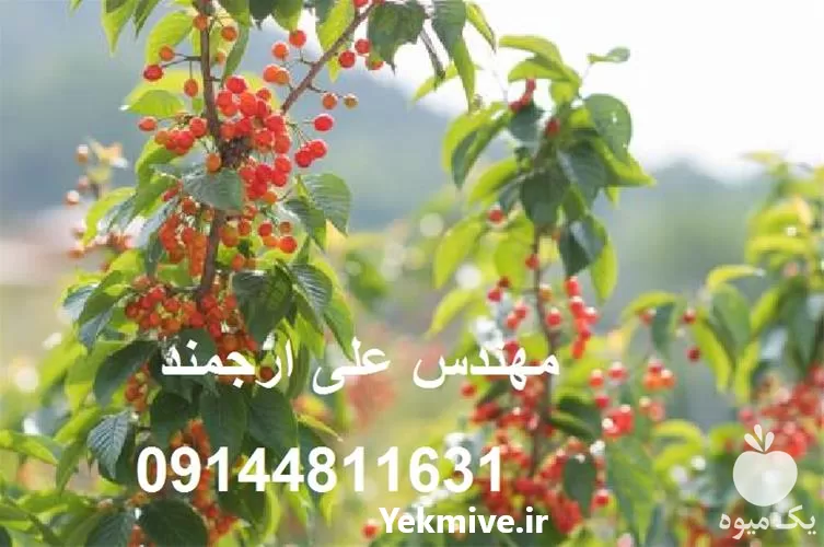 خرید نهال آلبالو مجاری پیش رس در گروه خرید و فروش نهال میوه در یکمیوه -عکس1