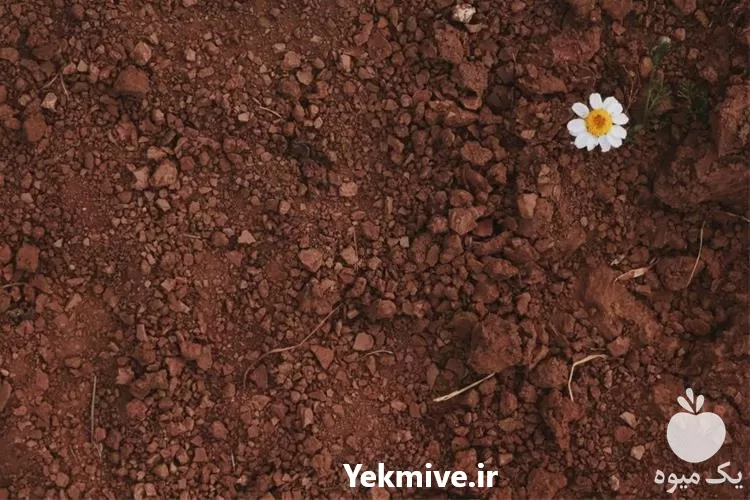 قیمت خرید انواع خاک کوکوپیت در تهران در گروه خرید و فروش انواع کود کشاورزی در یکمیوه -عکس1