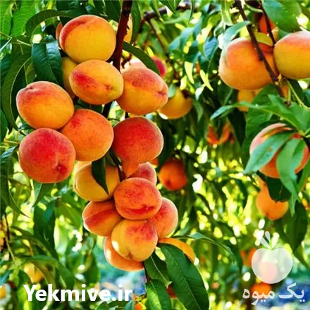 خرید انواع نهال اصلاح شده پیوندی در تهران در گروه خرید و فروش نهال اصلاح شده در یکمیوه -عکس1