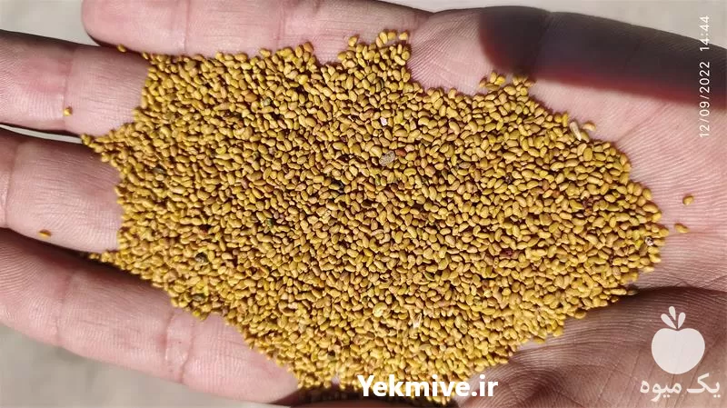 بذر یونجه رنجر آمریکایی پایه بلند در لرستان در گروه خرید و فروش بذر یونجه در یکمیوه -عکس1