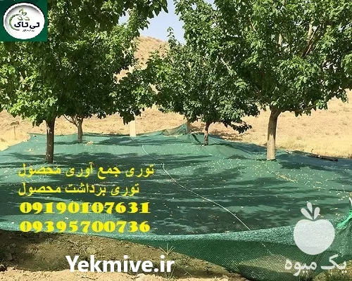 قیمت خرید توری جمع اوری محصول در مشهد در گروه خرید و فروش توری گلخانه در یکمیوه -عکس1