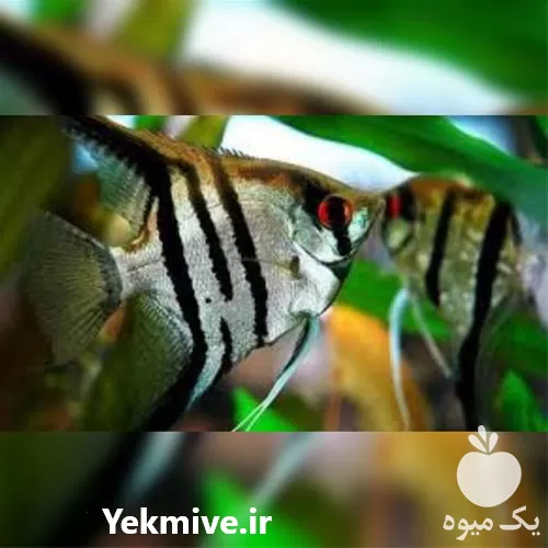 دوره آموزش پرورش ماهی آکواریومی در تهران در گروه دوره آموزش کشاورزی در یکمیوه -عکس1