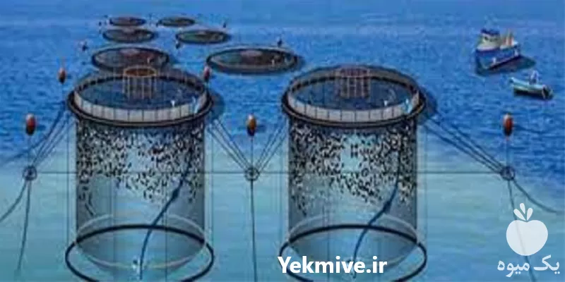 جامع کامل پرورش ماهی در قفس در تهران در گروه دوره آموزش کشاورزی در یکمیوه -عکس1