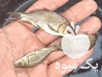 خرید پخش بچه ماهی و تحویل در تهران در گروه خرید و فروش بچه ماهی در یکمیوه -عکس1