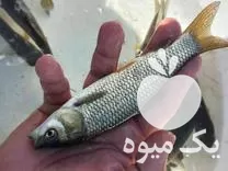 قیمت خرید انواع بچه ماهی در گروه خرید و فروش بچه ماهی در یکمیوه -عکس1