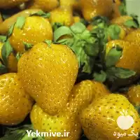 فروش بذر توت فرنگی زرد در گروه خرید و فروش انواع بذر در یکمیوه