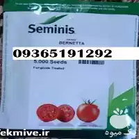 فروش بذر گوجه فرنگی برنتا در گروه خرید و فروش بذر گوجه در یکمیوه