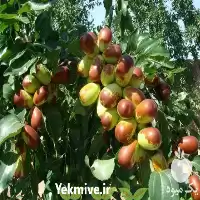 مشاوره نهال در کرمان  در گروه مشاوره در یکمیوه