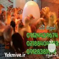 قیمت خرید جوجه اردک یکروزه پکنی در تهران در گروه مرغ و خروس و بوقلمون و اردک قو قاز در یکمیوه
