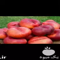 خرید درخت شلیل پیوندی رقم انجیری در مازندران در گروه خرید و فروش نهال میوه در یکمیوه