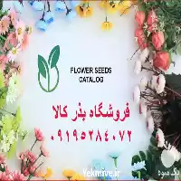 خرید اینترنتی بذر گل آهار ارزان در یزد در گروه خرید و فروش بذر گل در یکمیوه