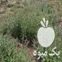 خرید گل گاو زبان در نهاوند در گروه خرید و فروش گیاهان دارویی در یکمیوه