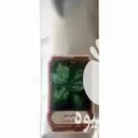 قیمت خرید بذر صیفی جات در تهران در گروه خرید و فروش بذر صیفی جات در یکمیوه