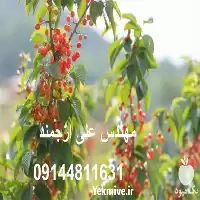 خرید نهال آلبالو مجاری پیش رس در گروه خرید و فروش نهال میوه در یکمیوه