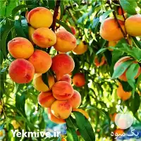 خرید انواع نهال اصلاح شده پیوندی در تهران در گروه خرید و فروش نهال اصلاح شده در یکمیوه