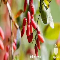 قیمت نهال زرشک با تخفیف ویژه در قم در گروه خرید و فروش نهال زرشک در یکمیوه