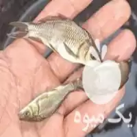 خرید پخش بچه ماهی و تحویل در تهران در گروه خرید و فروش بچه ماهی در یکمیوه