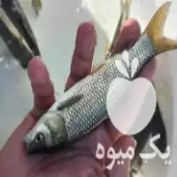 قیمت خرید انواع بچه ماهی در گروه خرید و فروش بچه ماهی در یکمیوه