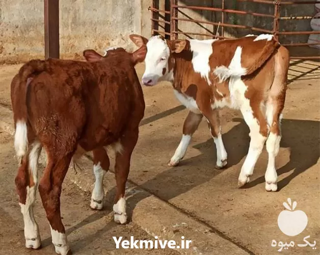 فروش گوساله پرواری سیمینتال خالص در گروه گاو و گوسفند و میش و بز کهره گوساله در یکمیوه -عکس1