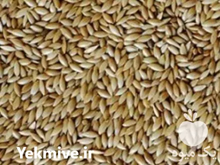 خرید و فروش ارزن در گروه خرید و فروش دانه های روغنی در یکمیوه -عکس1