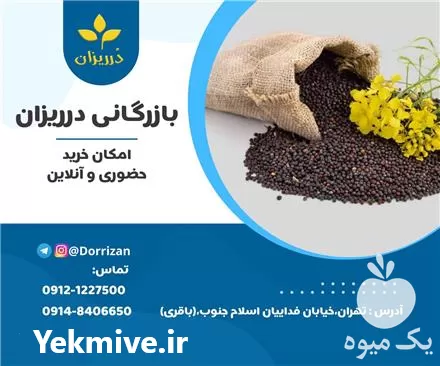 خرید عمده دانه کلزا روغن کلزا در تهران در گروه خرید و فروش انواع روغن در یکمیوه -عکس1
