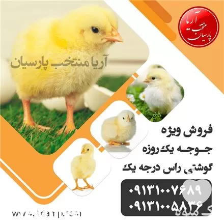 قیمت خرید جوجه گوشتی در اصفهان در گروه مرغ و خروس و بوقلمون و اردک قو قاز در یکمیوه -عکس1