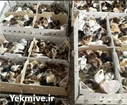 قیمت خرید بلدرچین در تهران در گروه مرغ و خروس و بوقلمون و اردک قو قاز در یکمیوه -عکس1