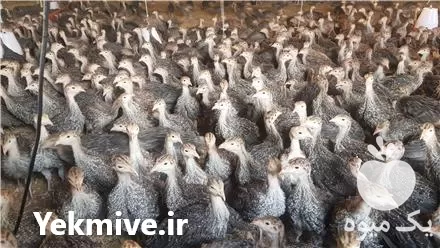 قیمت خرید جوجه بوقلمون نژاد بوربون در کرمانشاه در گروه مرغ و خروس و بوقلمون و اردک قو قاز در یکمیوه -عکس1