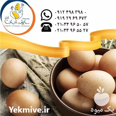 صادرات تخم مرغ خوراکی محلی سابین در تهران در گروه انواع تخم ها در یکمیوه -عکس1