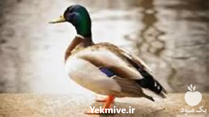 صفر تا صد پرورش اردک تخصصی در گروه دوره آموزش کشاورزی در یکمیوه -عکس1