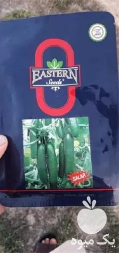 فروش بذر خیار سالار در گروه خرید و فروش بذر خیار در یکمیوه -عکس1