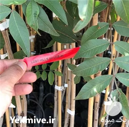 فروش پیوندک سبز نهال پسته در اصفهان در گروه خرید و فروش نهال پسته در یکمیوه -عکس1