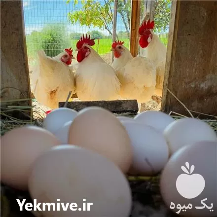 فروش مرغ برسه و فرانسوی در گروه مرغ و خروس و بوقلمون و اردک قو قاز در یکمیوه -عکس1